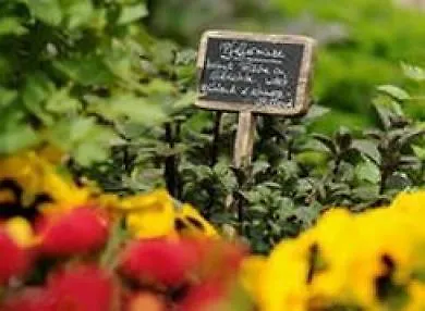 מלון Nells Park טרייר
